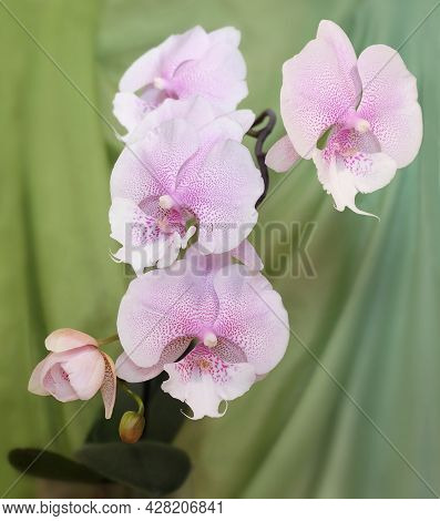 Phalaenopsis Orchid, White Speckled Biglip, Queen Kiss, Green Background, Selective Focus, Vertical 