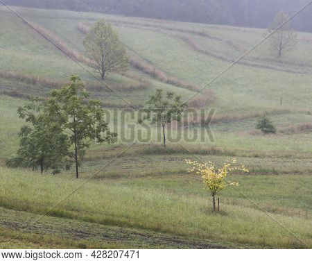 A Large Green Field With Fog And Trees In The Background