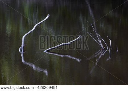 Sticks And Their Reflection In Still Water