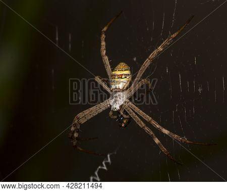 A Close Up Of A Spider On A Web