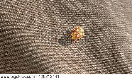 Ladybug Yellow In Nature In Siberia, Ladybug Beetles. Calvia Quatuordecimguttata. Ladybug, Orange, A