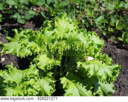 Leaf Mustard Greens Grow At Vegetable Garden.