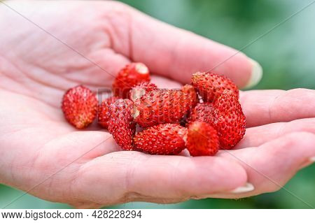 Wild Strawberries Handpicked In Garden Ready To Eat