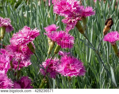 Closeup Of Group Of Bright Pink Flowers - Common Pink, Garden Pink Or Wild Pink (dianthus Plumarius)