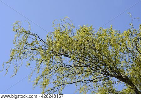 Dragons Claw Willow Branches With New Leaves And Flowers Against Blue Sky - Latin Name - Salix Matsu