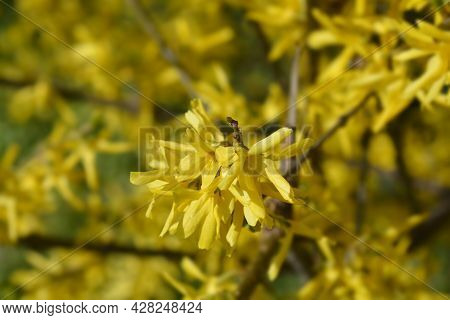 Weeping Forsythia Yellow Flowers - Latin Name - Forsythia Suspensa