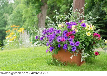 Varieties Of Petunia And Surfinia Flowers In The Pot . Summer Garden Inspiration For Container Plant