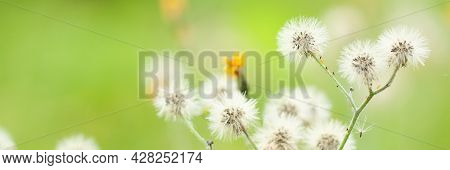 Branch Of A Faded Wild-growing Flower Crepis With Seeds With Feathers Growing In A Summer Field Or M