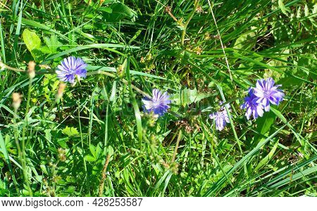 Green Grass At Dry Sunny Summer Day