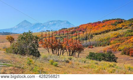 Colorful autumn trees at Lost dollar road in San Juan Mountains, Colorado