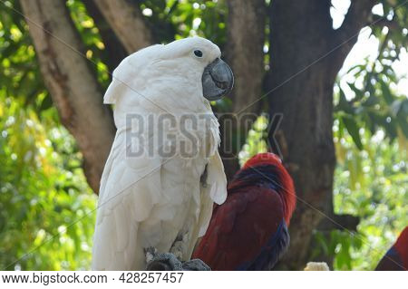 White Parrot Perched Under The Tree Photo