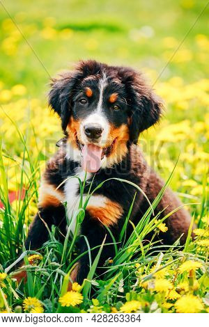 Bernese Mountain Dog Berner Sennenhund Puppy Sitting In Green Grass Outdoor