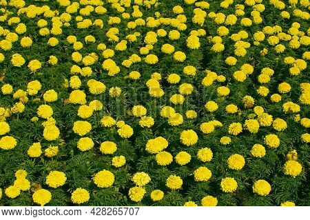 Marigolds Shades Of Yellow , Floral Background . Tagetes Erecta, Mexican Marigold, Aztec Marigold, A
