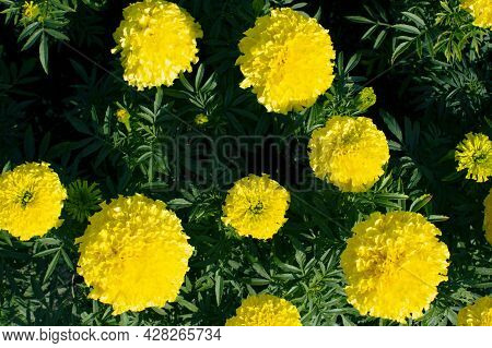 Marigolds Shades Of Yellow , Floral Background . Tagetes Erecta, Mexican Marigold, Aztec Marigold, A
