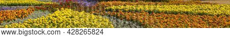 Marigolds Shades Of Yellow And Orange , Floral Background . Tagetes Erecta, Mexican Marigold, Aztec
