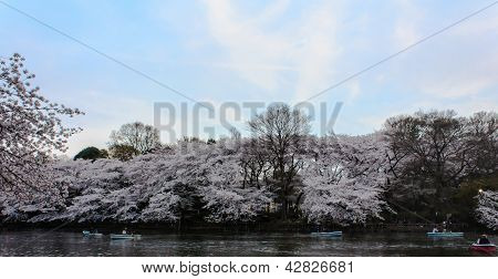 Sakura v parku