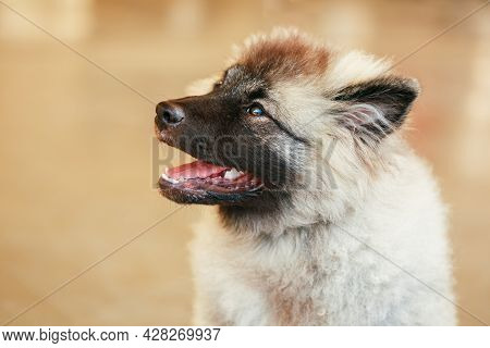 Gray Keeshound, Keeshond, Keeshonden Dog German Spitz Close Up Portrait On Brown Background