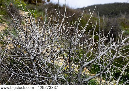 View Of The Hills Through The Branches Of A Thicket Of Dry Thorny Bushes In Springtime