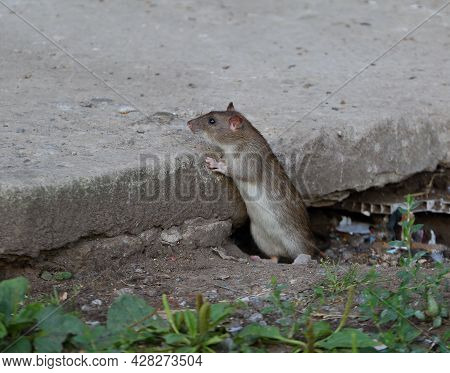 A Wild Rat Crawls Out Of A Hole Under A Concrete Slab