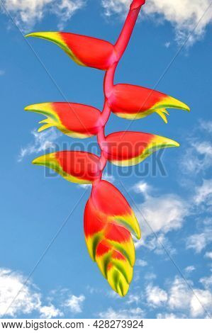 Lobster Claw Latin Name Heliconia Rostrata With A Blue Sky Background