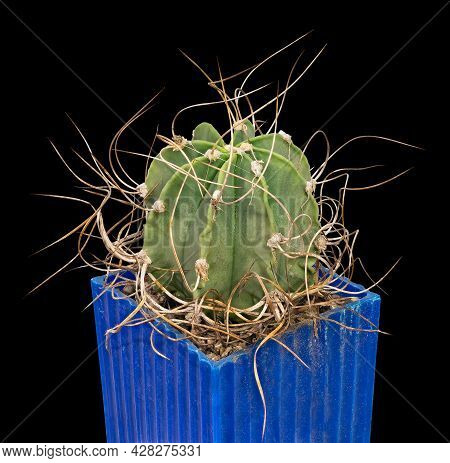 Cactus Astrophytum Capricorne Var. Crassispinum (latin Name), The Birthplace Of Mexico, Age Eleven Y