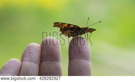 Polygonia C-album On The Arm. Orange Butterfly Polygonia Sits On A Palm. The Insect Sits On The Fing