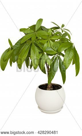 Guiana Chestnut Or Pachira Aquatica Green Plant In White Flowerpot Isolated On White