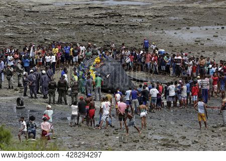 Humpback Whale Killed In Salvador