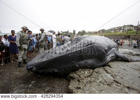 Humpback Whale Killed In Salvador