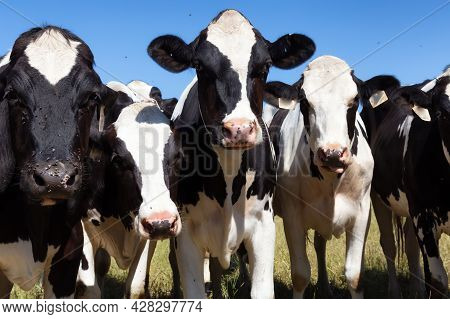 Cows On A Green Farm Field During A Vibrant Sunny Summer Day. Taken In Fraser Valley, East Of Vancou