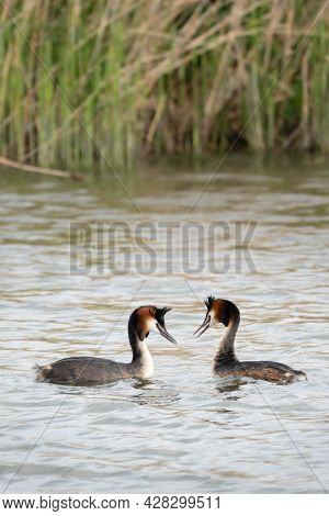 So In Love... 1. Couple Of Great Crested Grebes During The Beautiful Display Of Courting. Schardam, 