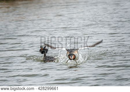 Stunting 2 Of 5 - Low Fly-by With High Splashing Water. Stunting Grebe During The Beautiful Display 