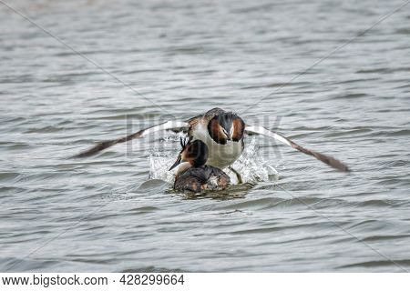 Stunting 1 Of 5 - Sudden Take-off In Low Flyby At High Speed. Stunting Grebe During The Beautiful Di