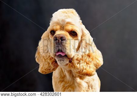 Portrait Of American Coker Spaniel After A Haircut On A Dark Background.