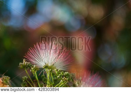 Flowers Of Albizia Julibrissin With Fluffy Bright Pink Flowers, Close-up. Albizia Is A Species Of Tr