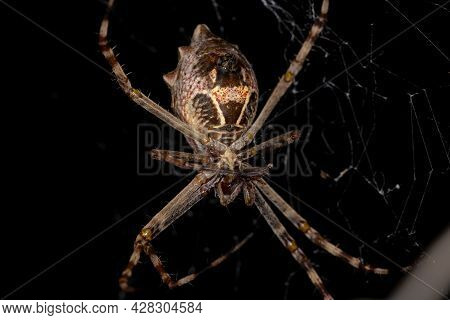 Adult Female Silver Garden Orbweaver