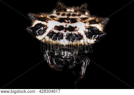 Adult Spinybacked Orbweaver