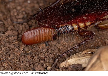 Australian Cockroach Laying Eggs