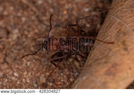 Atta Leaf-cutter Ant