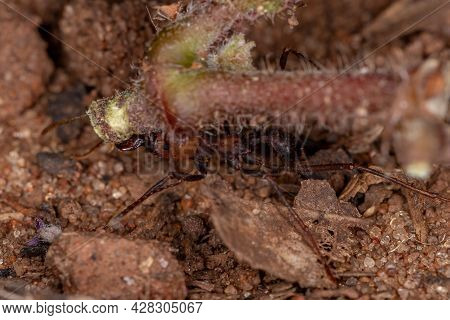 Atta Leaf-cutter Ant
