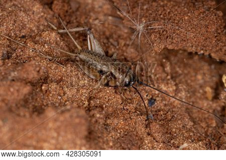 Small Field Cricket