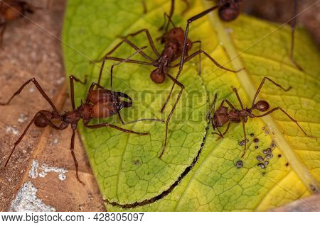 Atta Leaf-cutter Ant