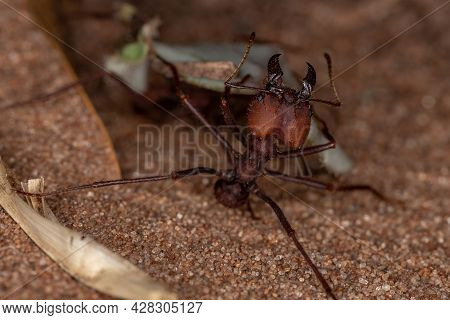 Atta Leaf-cutter Ant