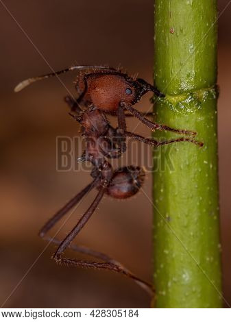 Atta Leaf-cutter Ant