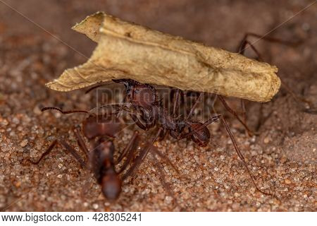 Atta Leaf-cutter Ant