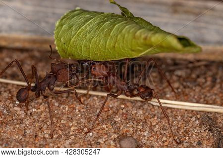 Atta Leaf-cutter Ant