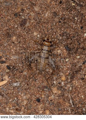 Small Field Cricket Of The Genus Gryllodes
