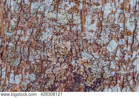 Close-up Shot Wood Tree Outer Bark In Wild Forest. Outermost Layer Of Dead Tissue On Surface Stem. B