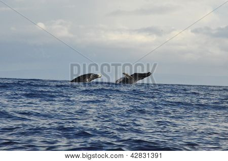 Wieloryby na Hawajach