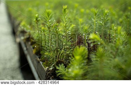 Green Seedlings Of Coniferous Trees. A Greenhouse For Growing Plants And Trees.